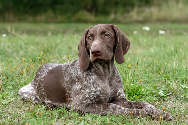 Top 10 German Dog Breeds