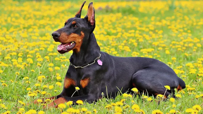 Top 10 German Dog Breeds