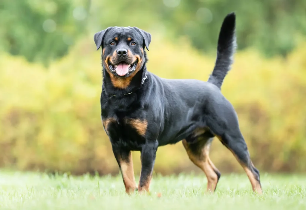 Top 10 German Dog Breeds