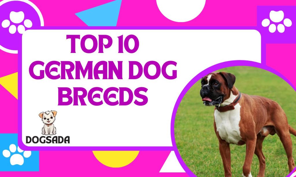 Top 10 German Dog Breeds