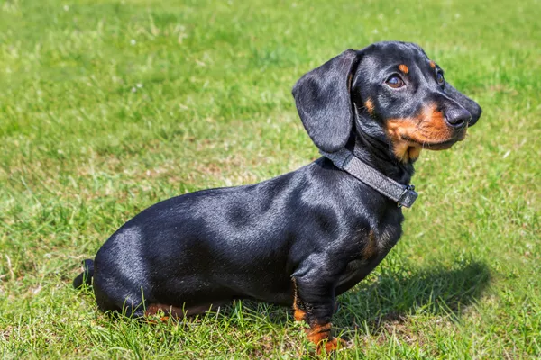 Top 10 German Dog Breeds