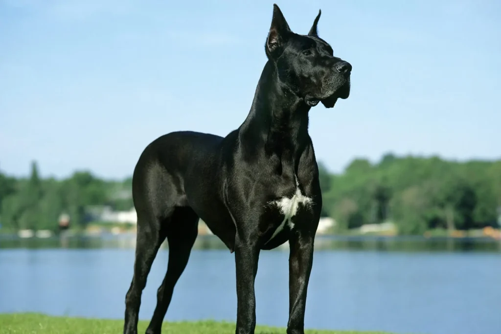 Top 10 German Dog Breeds