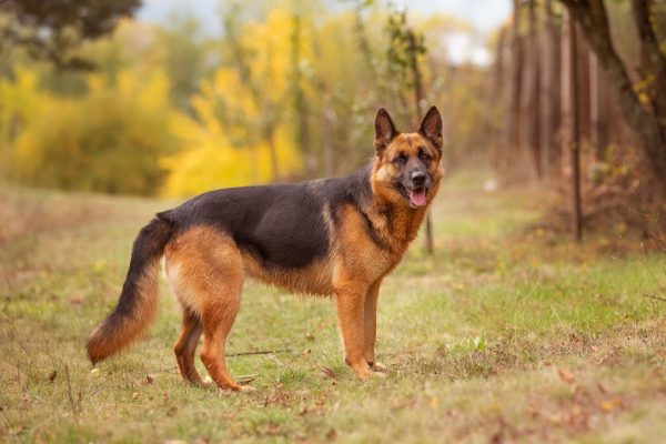 Top 10 German Dog Breeds