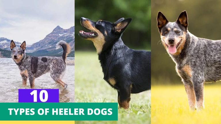 Top 10 Types of Heeler Dogs Amazing