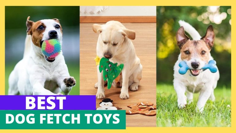 10 Best Dog Fetch Toys to Keep Play Interesting 2024