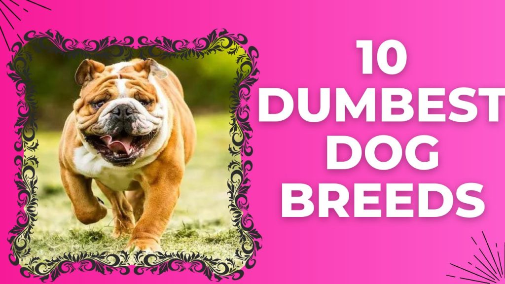 Top 10 Dumbest Dog Breeds