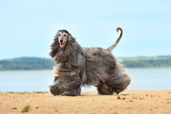 Top 10 Dumbest Dog Breeds