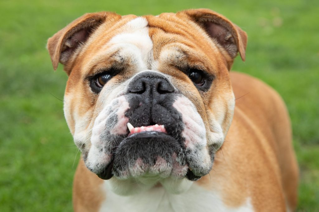 Top 10 Dumbest Dog Breeds